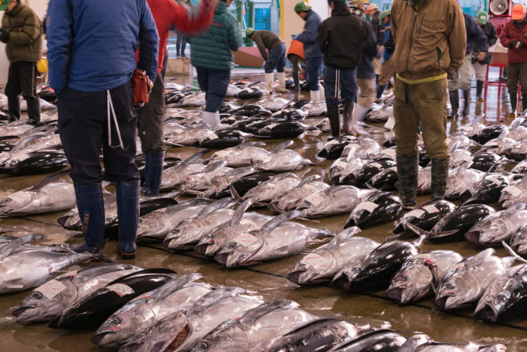 勝浦港で水揚げされたビンナガマグロの競の様子