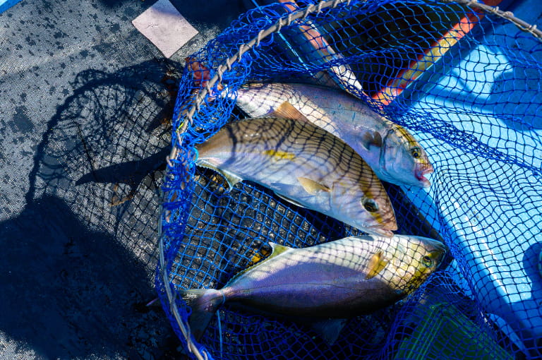 漁船で釣られたカンパチたち