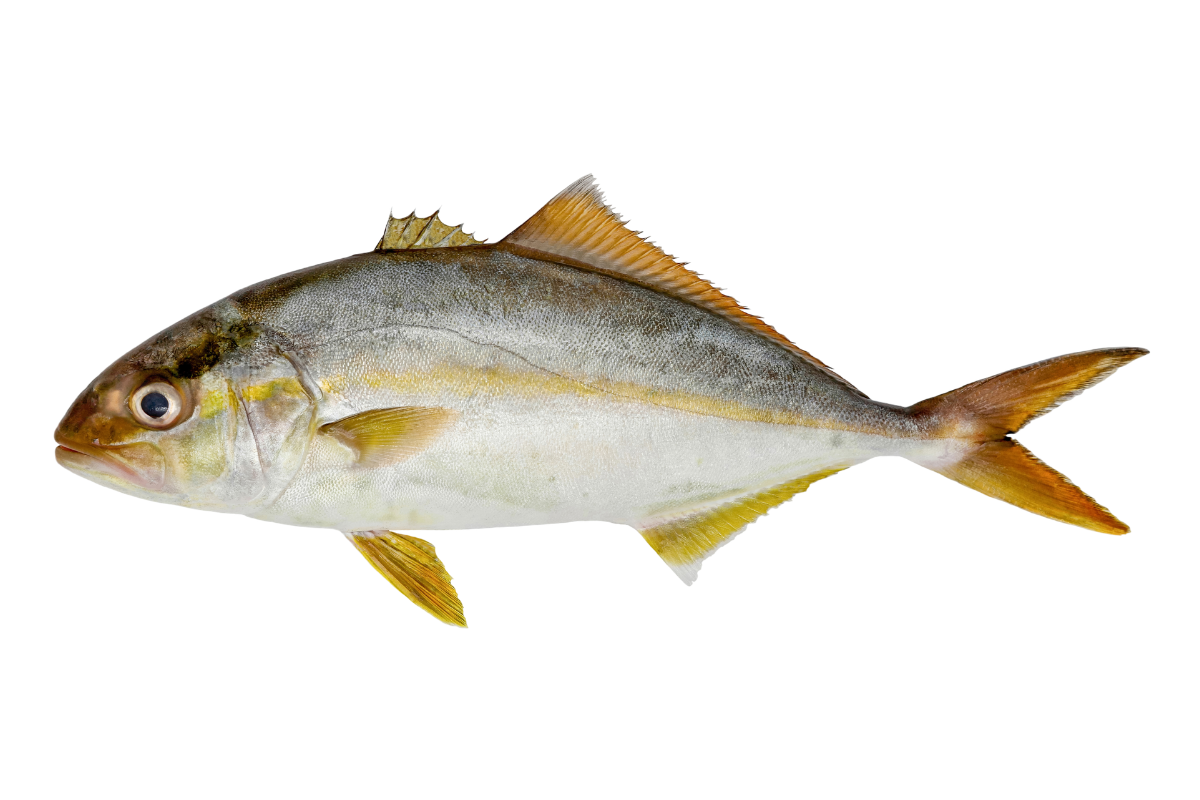 カンパチ(Seriola dumerili)