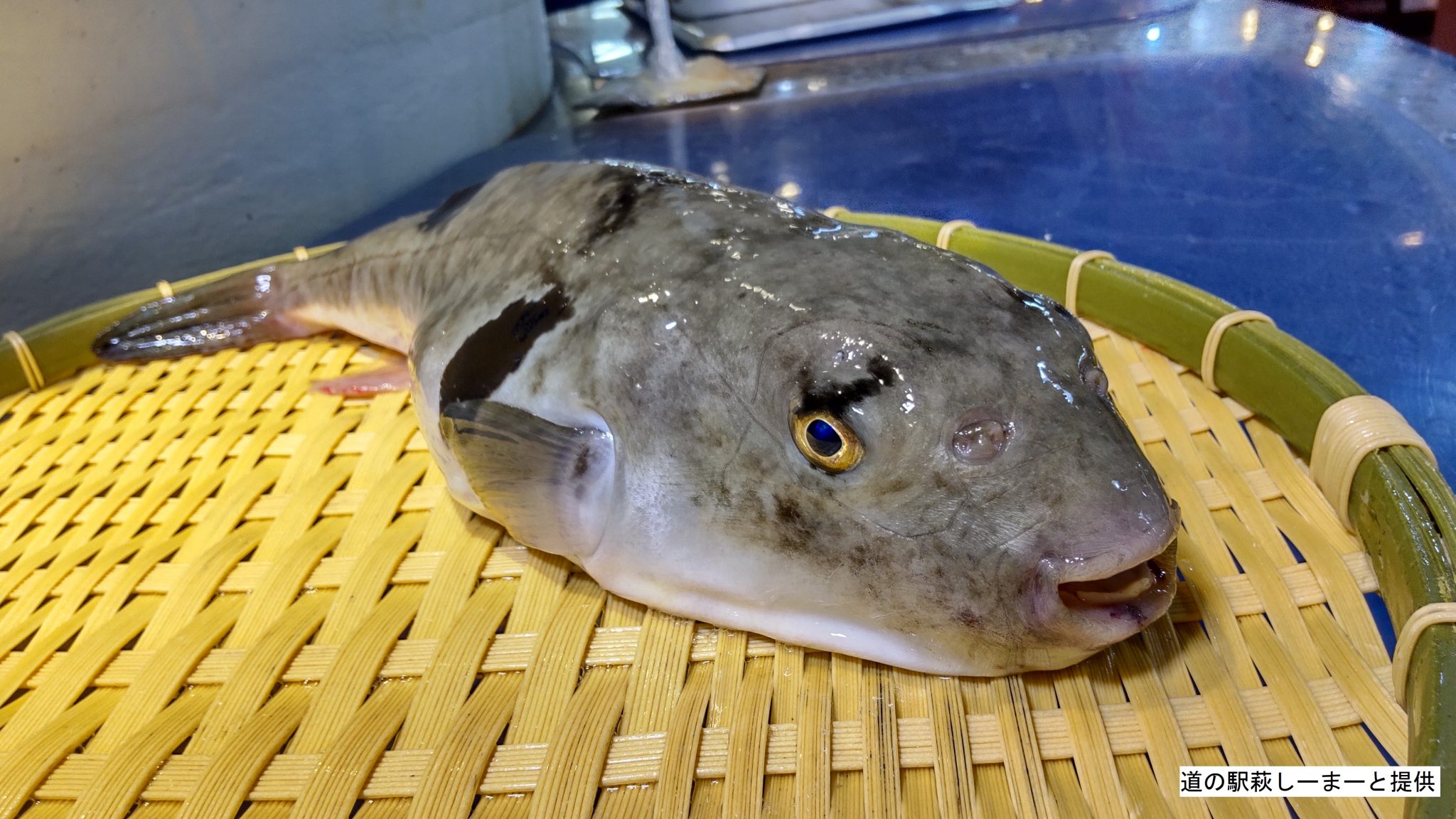 山口県萩市で獲れた真ふぐ「萩の真ふぐ」